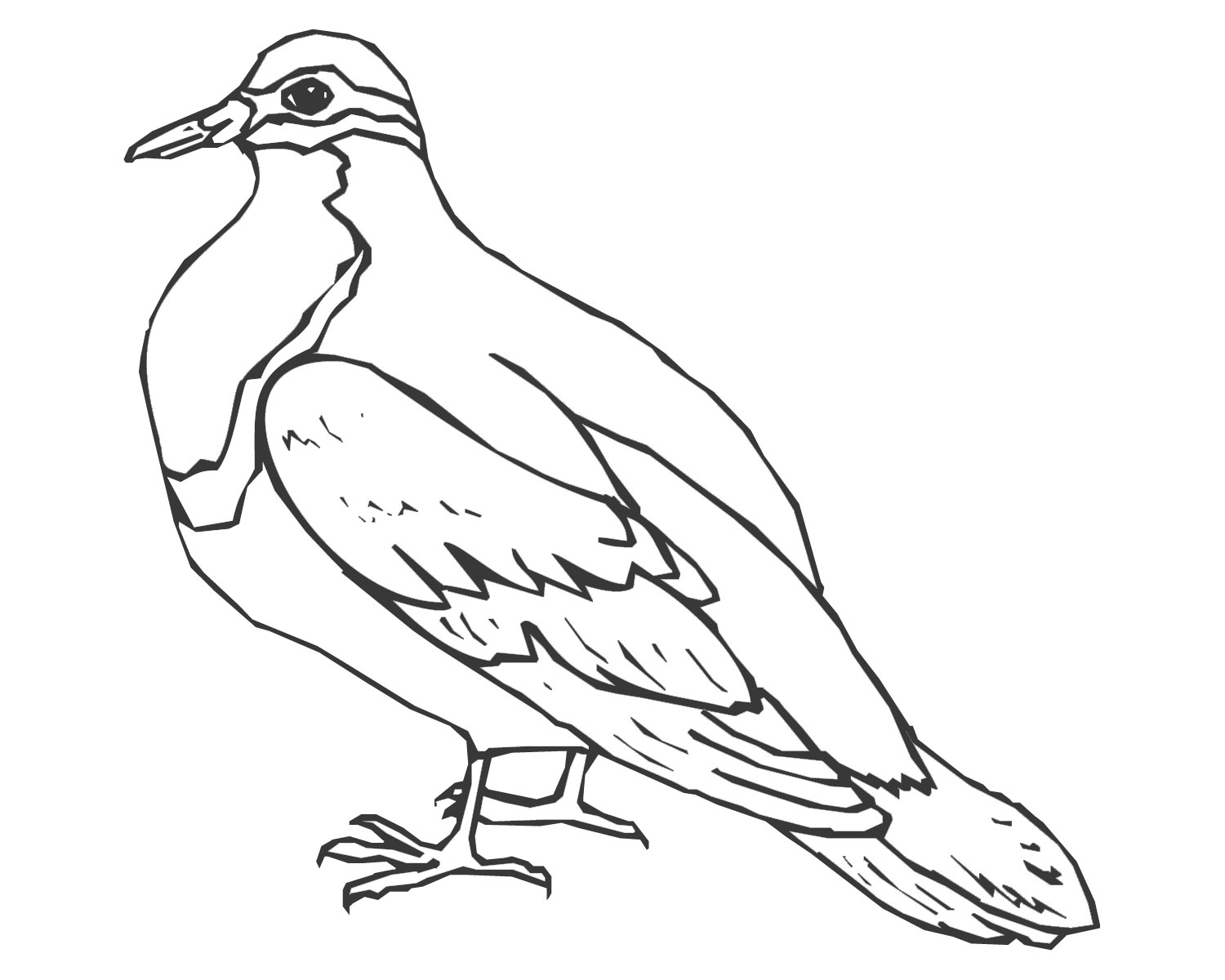 CCG Colouring In / dove