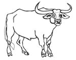 bull